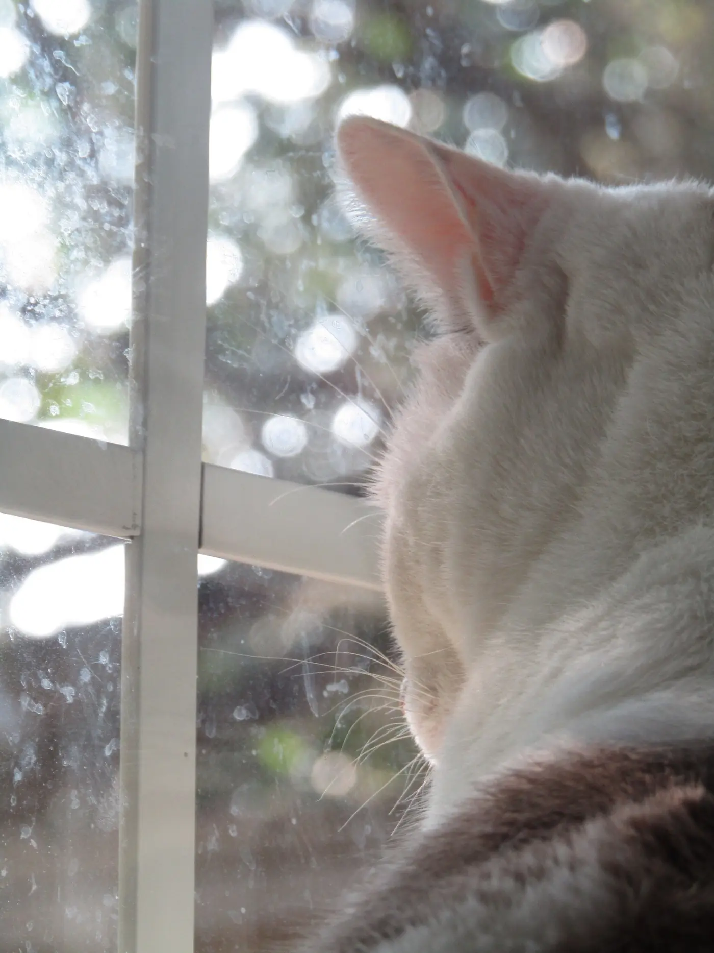 a cat sitting at a window, looking out