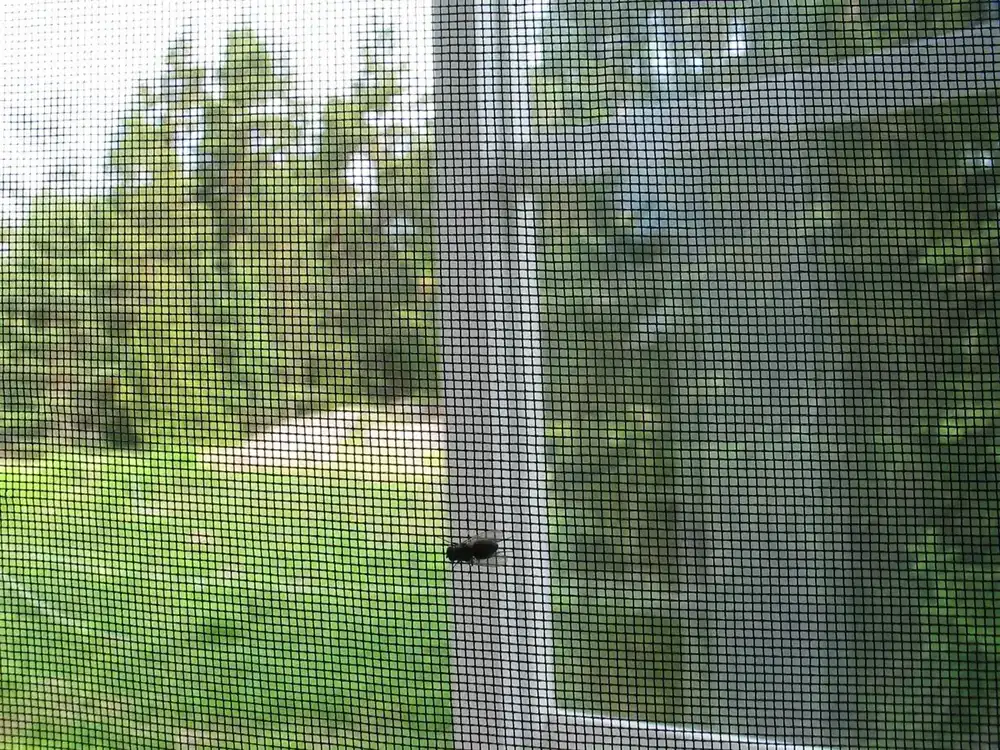 a fly resting on dark insect-screen mesh