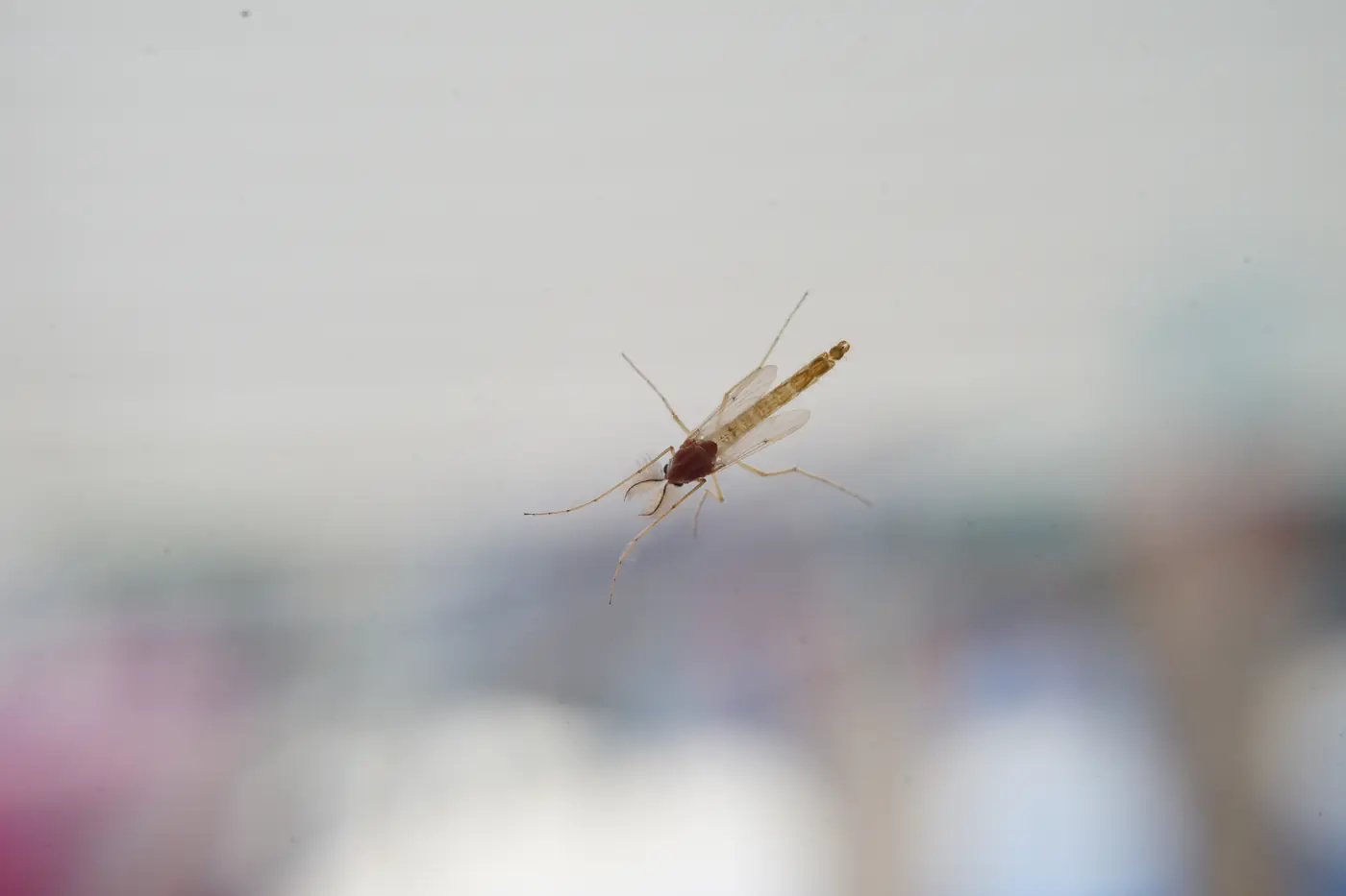 a mosquito, close up