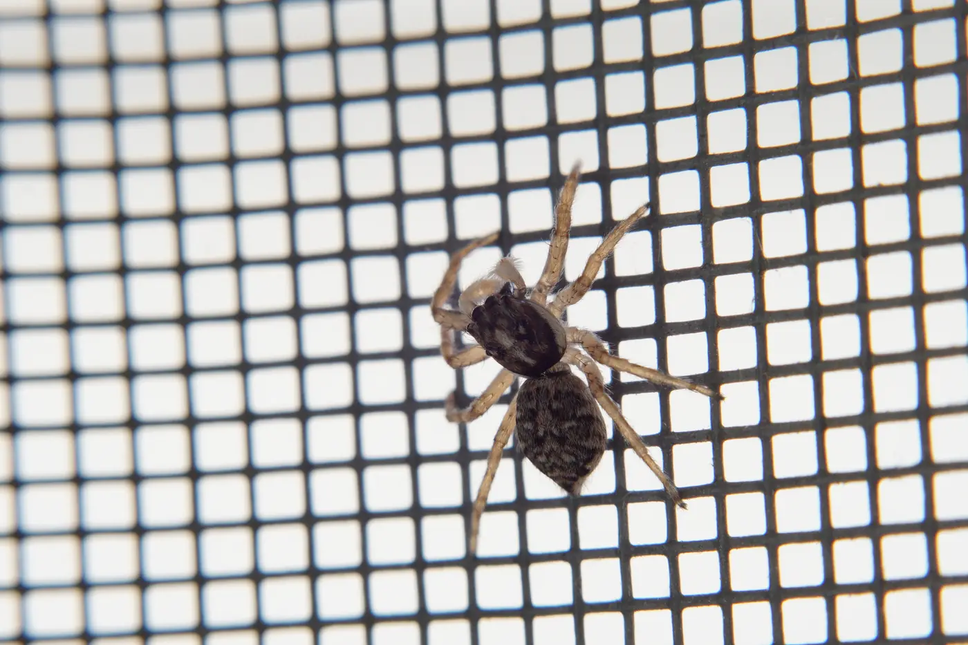 a small jumping spider on square-weave screen mesh, close up